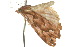  ( - 10ANIC-06218)  @13 [ ] CreativeCommons - Attribution (2010) CBG Photography Group Centre for Biodiversity Genomics