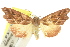  ( - 10ANIC-06221)  @11 [ ] CreativeCommons - Attribution (2010) CBG Photography Group Centre for Biodiversity Genomics
