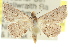  (Oruza leucostigma - 10ANIC-06230)  @14 [ ] CreativeCommons - Attribution (2010) CBG Photography Group Centre for Biodiversity Genomics