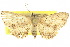  ( - 10ANIC-06231)  @11 [ ] CreativeCommons - Attribution (2010) CBG Photography Group Centre for Biodiversity Genomics