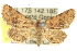  (Hypobleta - 10ANIC-06234)  @15 [ ] CreativeCommons - Attribution (2010) CBG Photography Group Centre for Biodiversity Genomics