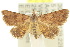  (Hypobleta sp. ANIC1 - 10ANIC-06236)  @15 [ ] CreativeCommons - Attribution (2010) CBG Photography Group Centre for Biodiversity Genomics