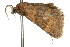  ( - 10ANIC-06246)  @12 [ ] CreativeCommons - Attribution (2010) CBG Photography Group Centre for Biodiversity Genomics
