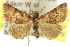  ( - 10ANIC-06247)  @15 [ ] CreativeCommons - Attribution (2010) CBG Photography Group Centre for Biodiversity Genomics