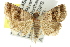  ( - 10ANIC-06249)  @14 [ ] CreativeCommons - Attribution (2010) CBG Photography Group Centre for Biodiversity Genomics