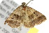  ( - 10ANIC-06250)  @13 [ ] CreativeCommons - Attribution (2010) CBG Photography Group Centre for Biodiversity Genomics