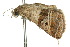  ( - 10ANIC-06251)  @14 [ ] CreativeCommons - Attribution (2010) CBG Photography Group Centre for Biodiversity Genomics