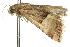  ( - 10ANIC-06267)  @12 [ ] CreativeCommons - Attribution (2010) CBG Photography Group Centre for Biodiversity Genomics