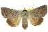  ( - 10ANIC-06272)  @15 [ ] CreativeCommons - Attribution (2010) CBG Photography Group Centre for Biodiversity Genomics