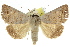  ( - 10ANIC-06273)  @14 [ ] CreativeCommons - Attribution (2010) CBG Photography Group Centre for Biodiversity Genomics