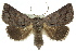  ( - 10ANIC-06274)  @15 [ ] CreativeCommons - Attribution (2010) CBG Photography Group Centre for Biodiversity Genomics