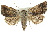  ( - 10ANIC-06275)  @15 [ ] CreativeCommons - Attribution (2010) CBG Photography Group Centre for Biodiversity Genomics