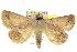  ( - 10ANIC-06278)  @15 [ ] CreativeCommons - Attribution (2010) CBG Photography Group Centre for Biodiversity Genomics