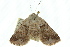  ( - 10ANIC-06280)  @13 [ ] CreativeCommons - Attribution (2010) CBG Photography Group Centre for Biodiversity Genomics