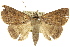  ( - 10ANIC-06293)  @14 [ ] CreativeCommons - Attribution (2010) CBG Photography Group Centre for Biodiversity Genomics