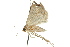  ( - 10ANIC-06301)  @14 [ ] CreativeCommons - Attribution (2010) CBG Photography Group Centre for Biodiversity Genomics