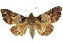  ( - 10ANIC-06303)  @14 [ ] CreativeCommons - Attribution (2010) CBG Photography Group Centre for Biodiversity Genomics