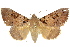  (Serrodes campana - 10ANIC-06304)  @15 [ ] CreativeCommons - Attribution (2010) CBG Photography Group Centre for Biodiversity Genomics