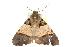  ( - 10ANIC-06307)  @13 [ ] CreativeCommons - Attribution (2010) CBG Photography Group Centre for Biodiversity Genomics