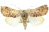  ( - 10ANIC-06309)  @15 [ ] CreativeCommons - Attribution (2010) CBG Photography Group Centre for Biodiversity Genomics