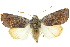  ( - 10ANIC-06310)  @15 [ ] CreativeCommons - Attribution (2010) CBG Photography Group Centre for Biodiversity Genomics