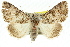  ( - 10ANIC-06311)  @15 [ ] CreativeCommons - Attribution (2010) CBG Photography Group Centre for Biodiversity Genomics