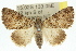  ( - 10ANIC-06312)  @15 [ ] CreativeCommons - Attribution (2010) CBG Photography Group Centre for Biodiversity Genomics