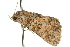  ( - 10ANIC-06313)  @12 [ ] CreativeCommons - Attribution (2010) CBG Photography Group Centre for Biodiversity Genomics