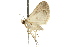  ( - 10ANIC-06314)  @13 [ ] CreativeCommons - Attribution (2010) CBG Photography Group Centre for Biodiversity Genomics