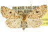  ( - 10ANIC-06320)  @14 [ ] CreativeCommons - Attribution (2010) CBG Photography Group Centre for Biodiversity Genomics