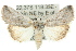  ( - 10ANIC-06323)  @15 [ ] CreativeCommons - Attribution (2010) CBG Photography Group Centre for Biodiversity Genomics