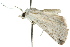  ( - 10ANIC-06324)  @13 [ ] CreativeCommons - Attribution (2010) CBG Photography Group Centre for Biodiversity Genomics