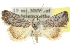  (Hopetounia sp. ANIC1 - 10ANIC-06328)  @15 [ ] CreativeCommons - Attribution (2010) CBG Photography Group Centre for Biodiversity Genomics