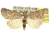  (Brachyona - 10ANIC-06330)  @15 [ ] CreativeCommons - Attribution (2010) CBG Photography Group Centre for Biodiversity Genomics