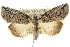 (Prorocopis transversilinea - 10ANIC-06333)  @15 [ ] CreativeCommons - Attribution (2010) CBG Photography Group Centre for Biodiversity Genomics