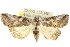  ( - 10ANIC-06335)  @15 [ ] CreativeCommons - Attribution (2010) CBG Photography Group Centre for Biodiversity Genomics