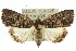  ( - 10ANIC-06338)  @15 [ ] CreativeCommons - Attribution (2010) CBG Photography Group Centre for Biodiversity Genomics