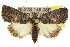  (Crypsiprora orthogramma - 10ANIC-06339)  @15 [ ] CreativeCommons - Attribution (2010) CBG Photography Group Centre for Biodiversity Genomics