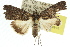  ( - 10ANIC-06340)  @14 [ ] CreativeCommons - Attribution (2010) CBG Photography Group Centre for Biodiversity Genomics