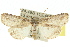  (Crypsiprora sp. ANIC1 - 10ANIC-06341)  @15 [ ] CreativeCommons - Attribution (2010) CBG Photography Group Centre for Biodiversity Genomics