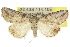  ( - 10ANIC-06342)  @15 [ ] CreativeCommons - Attribution (2010) CBG Photography Group Centre for Biodiversity Genomics