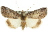  ( - 10ANIC-06343)  @15 [ ] CreativeCommons - Attribution (2010) CBG Photography Group Centre for Biodiversity Genomics