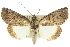  ( - 10ANIC-06344)  @15 [ ] CreativeCommons - Attribution (2010) CBG Photography Group Centre for Biodiversity Genomics