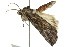  ( - 10ANIC-06350)  @14 [ ] CreativeCommons - Attribution (2010) CBG Photography Group Centre for Biodiversity Genomics