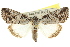  ( - 10ANIC-06351)  @15 [ ] CreativeCommons - Attribution (2010) CBG Photography Group Centre for Biodiversity Genomics
