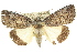  (Prorocopis sp. ANIC3 - 10ANIC-06353)  @15 [ ] CreativeCommons - Attribution (2010) CBG Photography Group Centre for Biodiversity Genomics