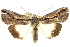  ( - 10ANIC-06354)  @15 [ ] CreativeCommons - Attribution (2010) CBG Photography Group Centre for Biodiversity Genomics