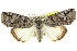  ( - 10ANIC-06357)  @15 [ ] CreativeCommons - Attribution (2010) CBG Photography Group Centre for Biodiversity Genomics