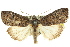  ( - 10ANIC-06358)  @15 [ ] CreativeCommons - Attribution (2010) CBG Photography Group Centre for Biodiversity Genomics