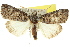  ( - 10ANIC-06359)  @15 [ ] CreativeCommons - Attribution (2010) CBG Photography Group Centre for Biodiversity Genomics